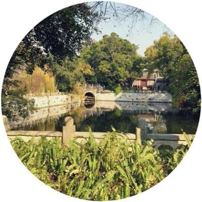 小鸡模拟器电视版下载